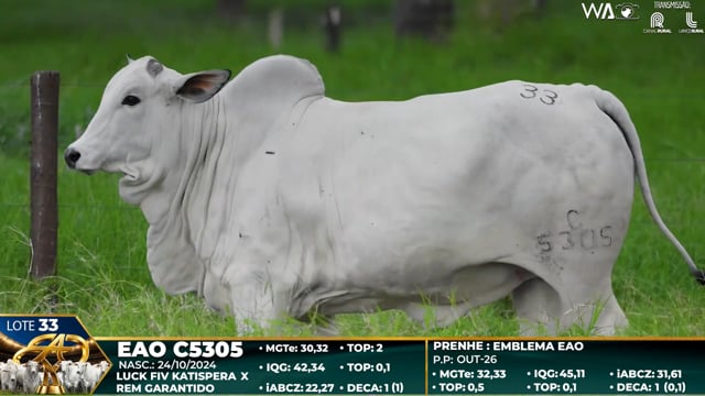 Lote 33