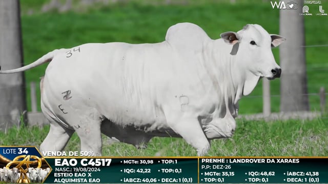 Lote 34