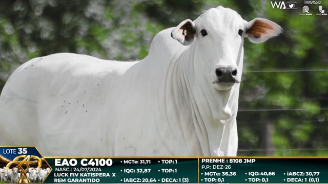 Lote 35