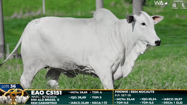 Lote 36