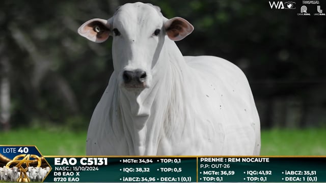 Lote 40