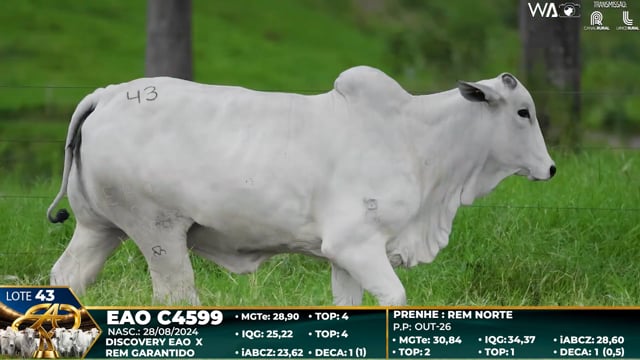 Lote 43