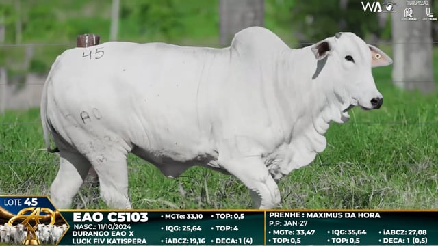 Lote 45
