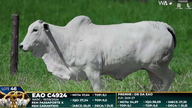 Lote 46