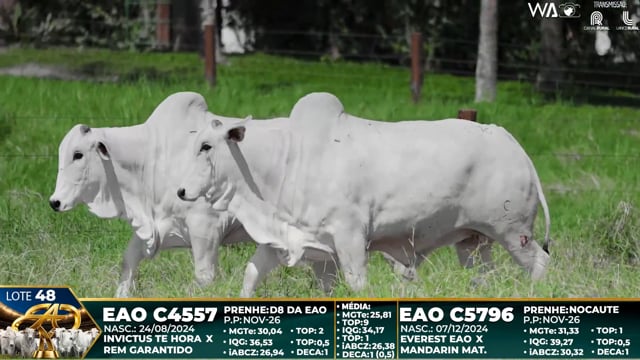 Lote 48