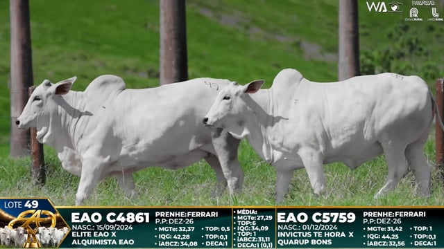 Lote 49