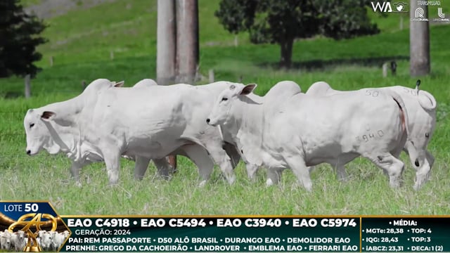 Lote 50
