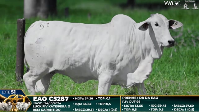 Lote 51