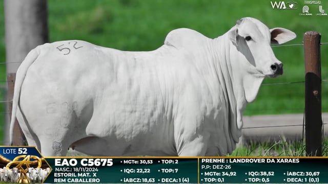 Lote 52