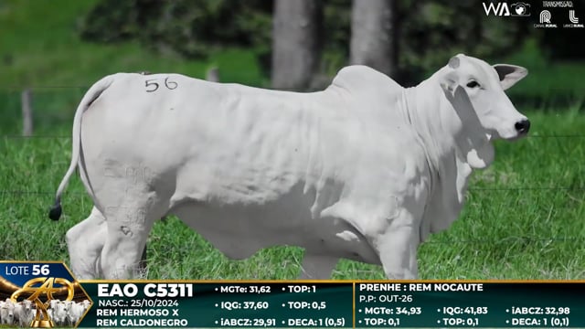 Lote 56