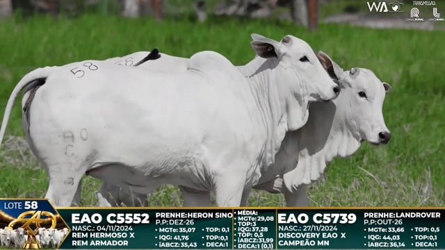 Lote 58