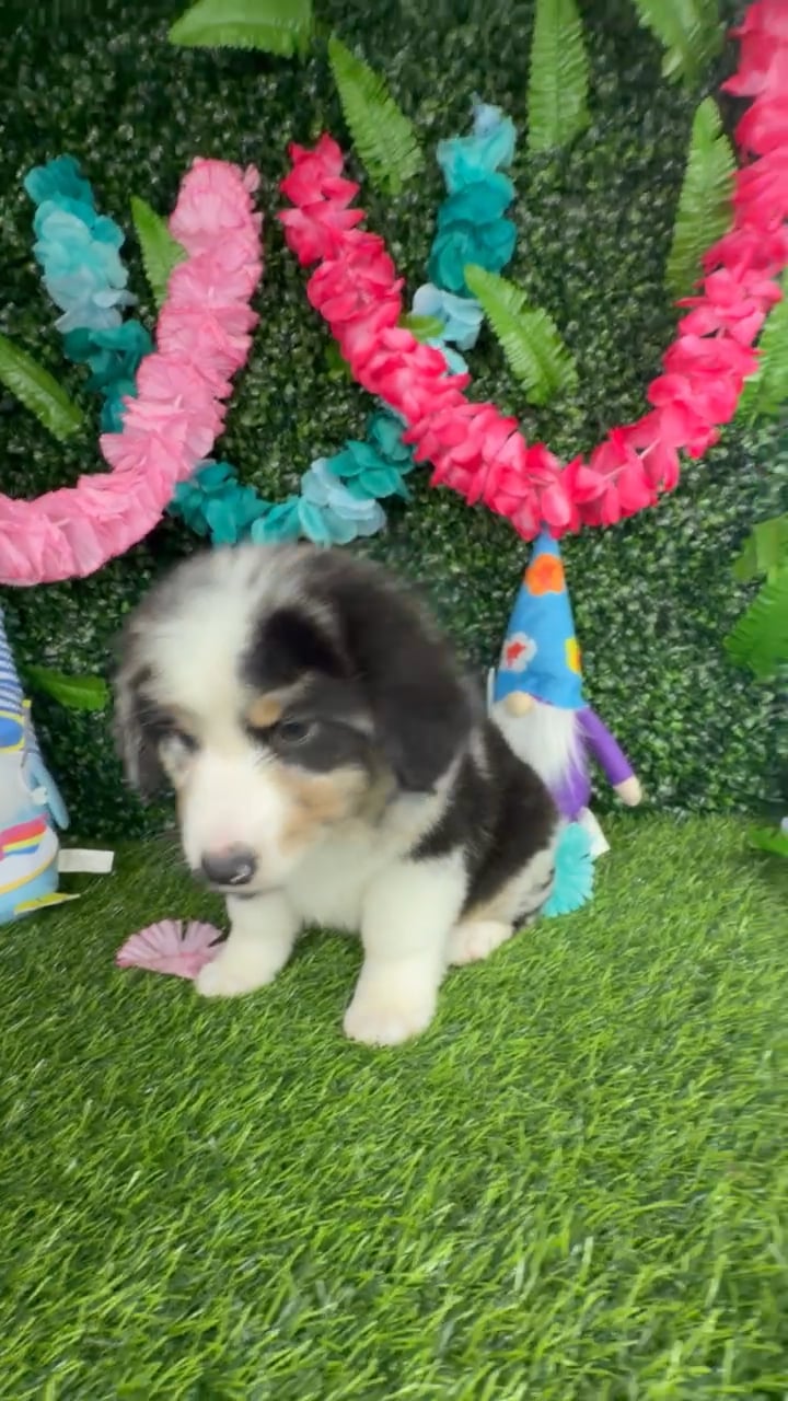 Male Mini Aussie puppy named Uncle Sam for sale at Puppy Dreams - Denton. video thumbnail
