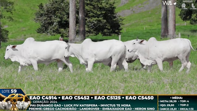 Lote 59