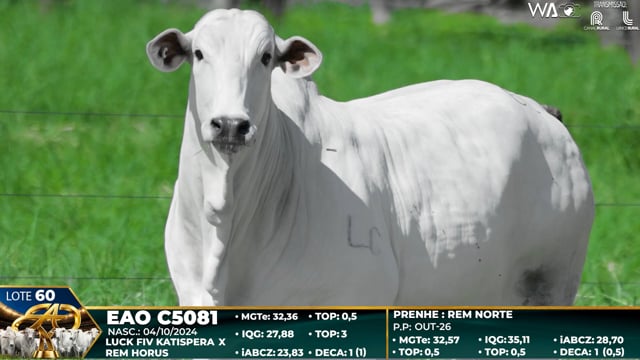 Lote 60