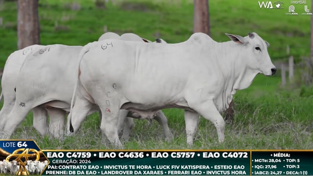 Lote 64