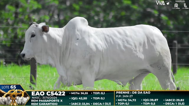 Lote 65
