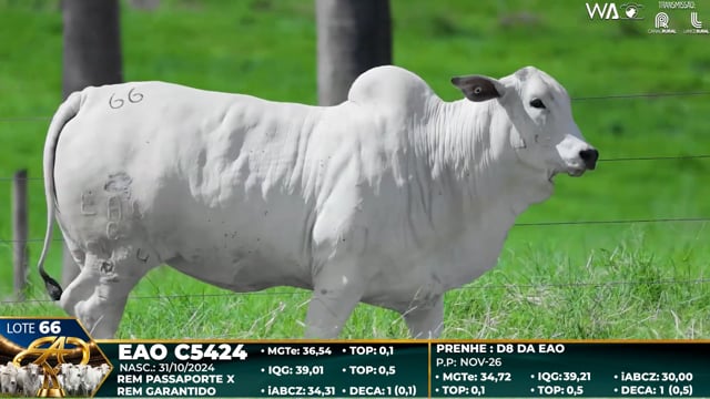 Lote 66