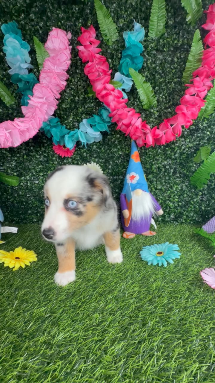 Female Mini Aussie puppy named Rosie for sale at Puppy Dreams - Denton. video thumbnail