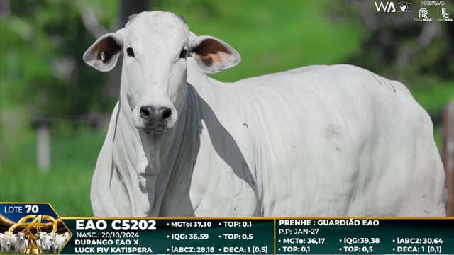 Lote 70