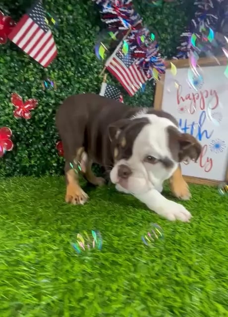 Female English Bulldog puppy named *Beef Willington* for sale at Puppy Dreams - Mansfield. video thumbnail