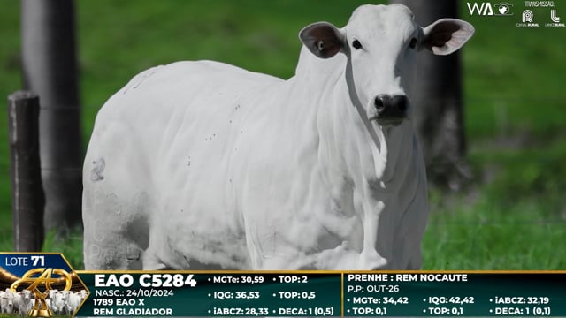 Lote 71