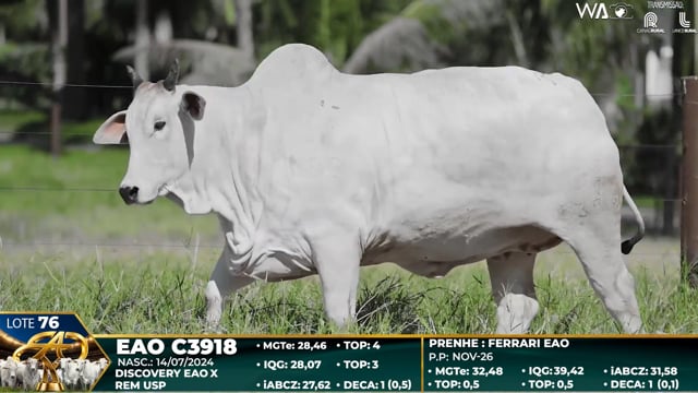 Lote 76