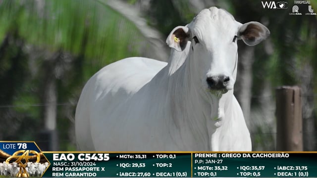 Lote 78
