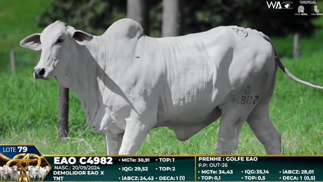 Lote 79