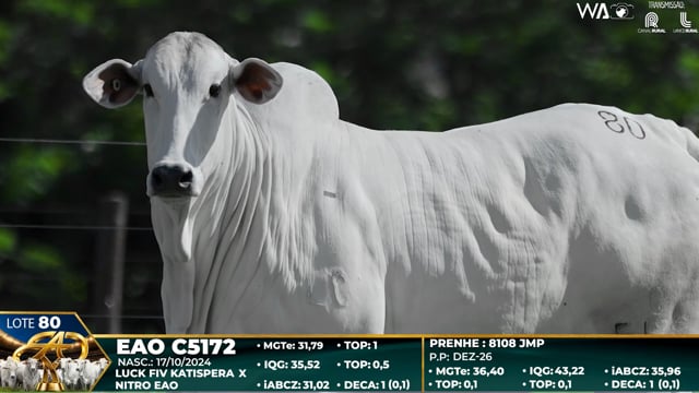 Lote 80