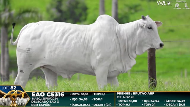 Lote 82
