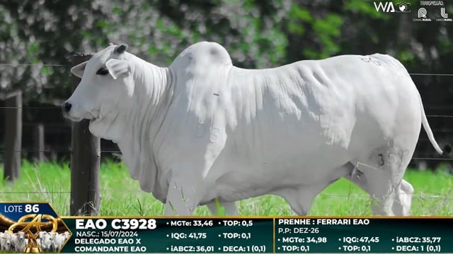 Lote 86