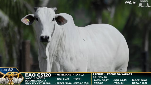 Lote 87