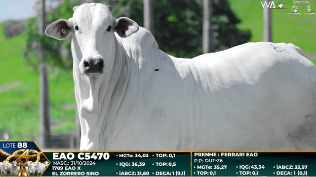 Lote 88