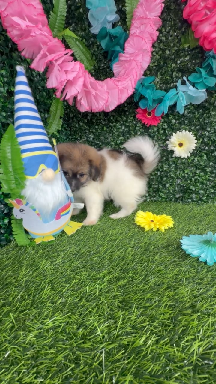 Male Pom-A-Poo puppy named Lin Manuel for sale at Puppy Dreams - Denton. video thumbnail