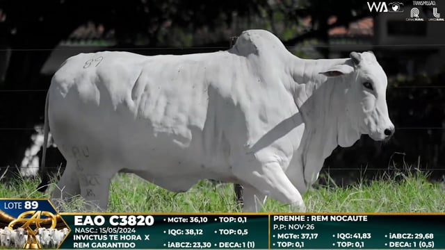 Lote 89