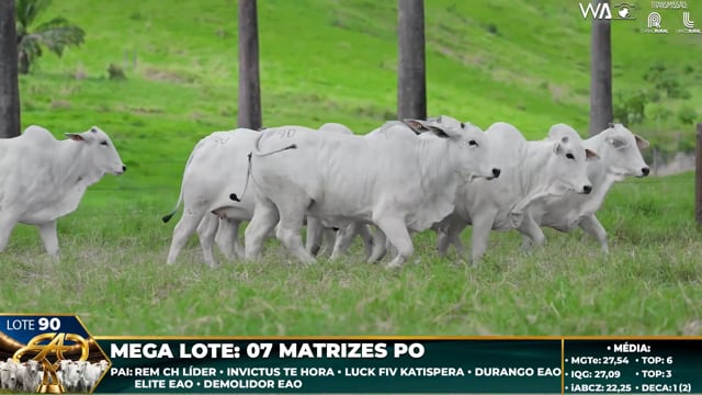 Lote 90