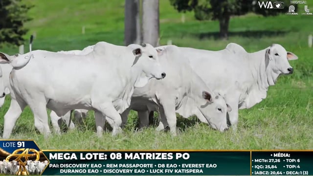 Lote 91