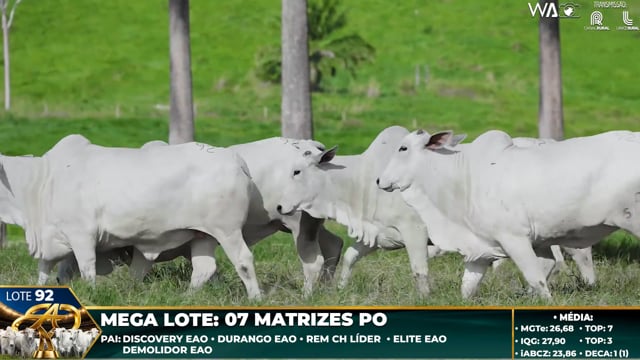 Lote 92