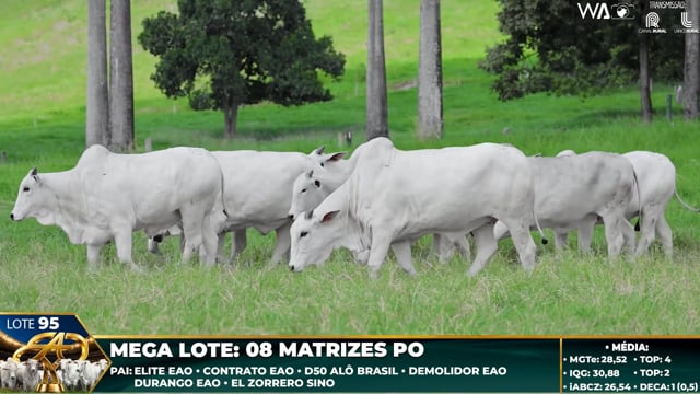 Lote 95