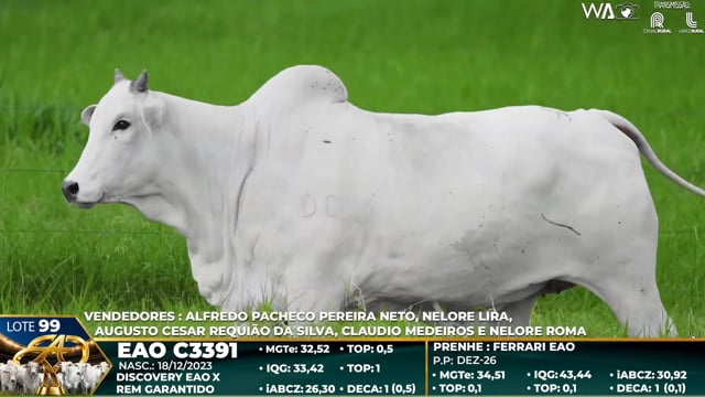 Lote 99