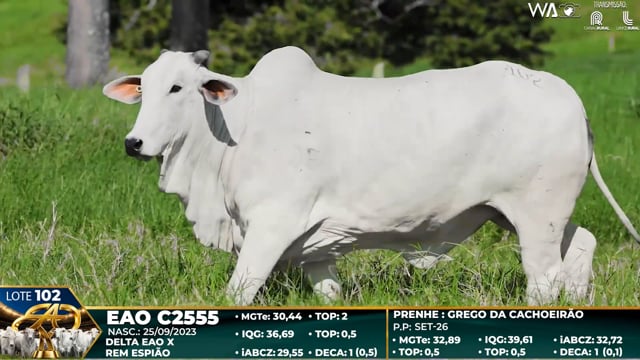 Lote 102