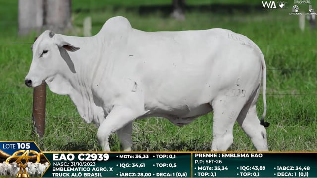 Lote 105