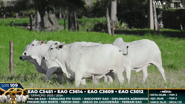 Lote 109