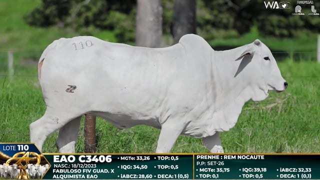 Lote 110