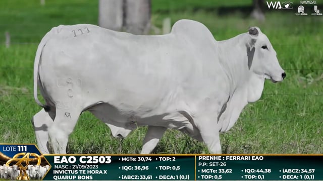 Lote 111
