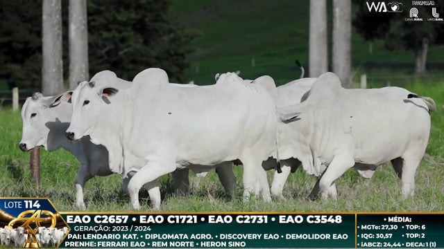 Lote 114