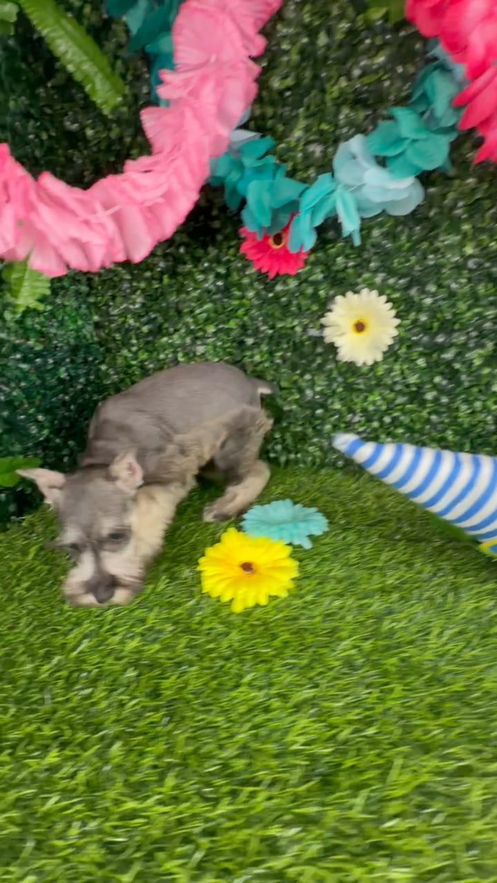 Female Mini Schnauzer puppy named America for sale at Puppy Dreams - Denton. video thumbnail