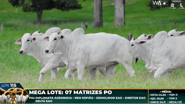 Lote 115