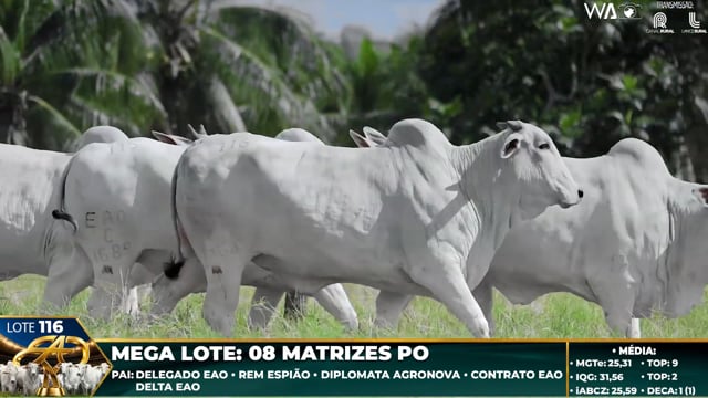 Lote 116