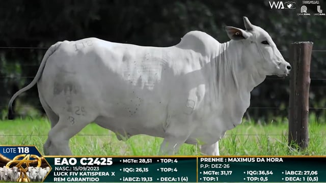 Lote 118